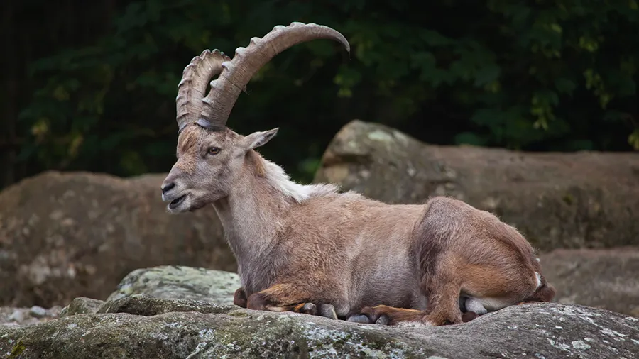 Der Alpenzoo Innsbruck: Tiere vor alpiner Kulisse